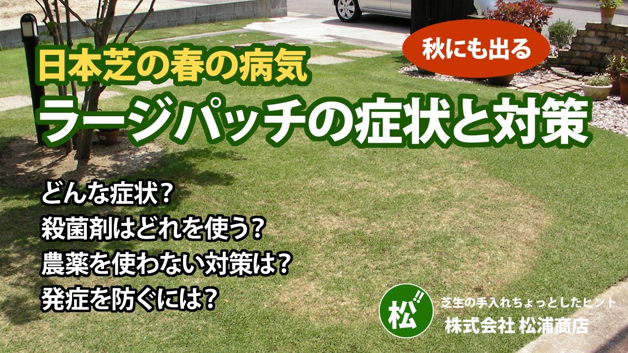 【日本芝の病気】ラージパッチはどんな症状が出るのか、どんな対策をすればいいのかについて解説します