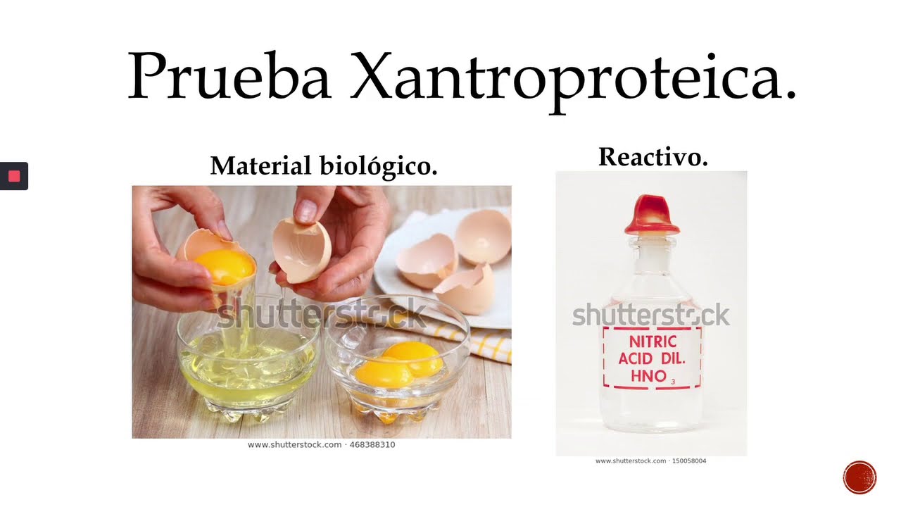 BIO-018 - Práctica 6: Identificación de macronutrientes