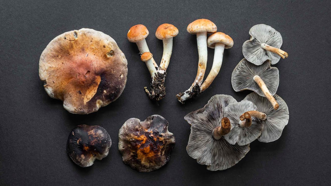 Brick Cap Mushrooms / Hypholoma sublateritium