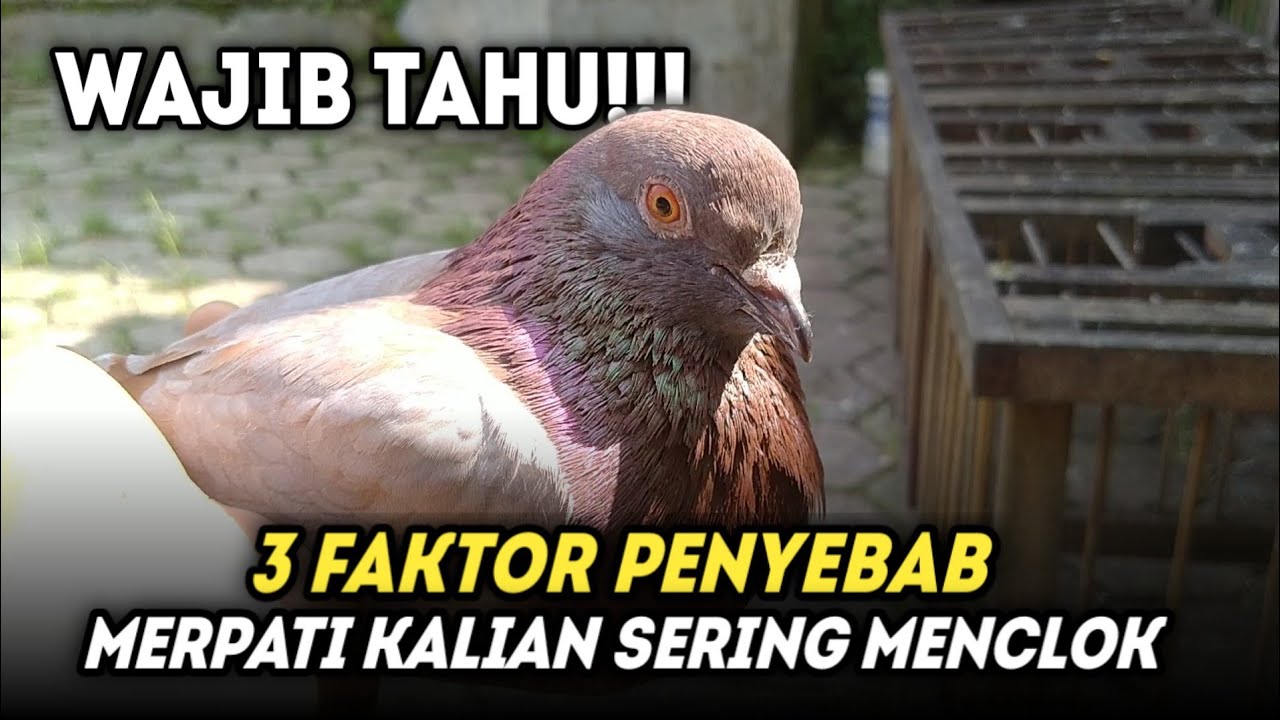 3 FAKTOR PENYEBAB MERPATI SERING MENCLOK‼️