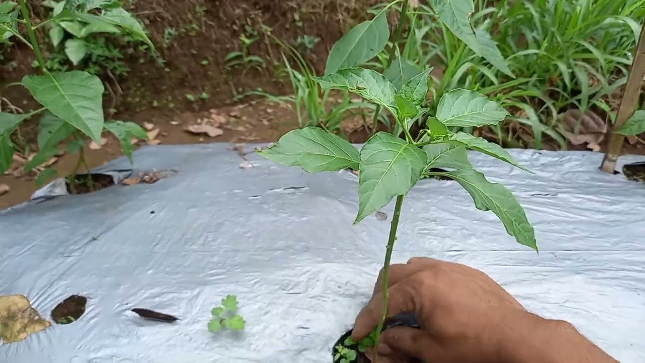 LIHAT TANAMAN CABAI DIKEBUN 