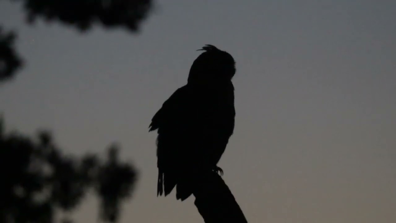 Male Great Horned Owl Hunting & Flying Off, 8/22/2025 in Forest Park in St. Louis, Missouri, USA