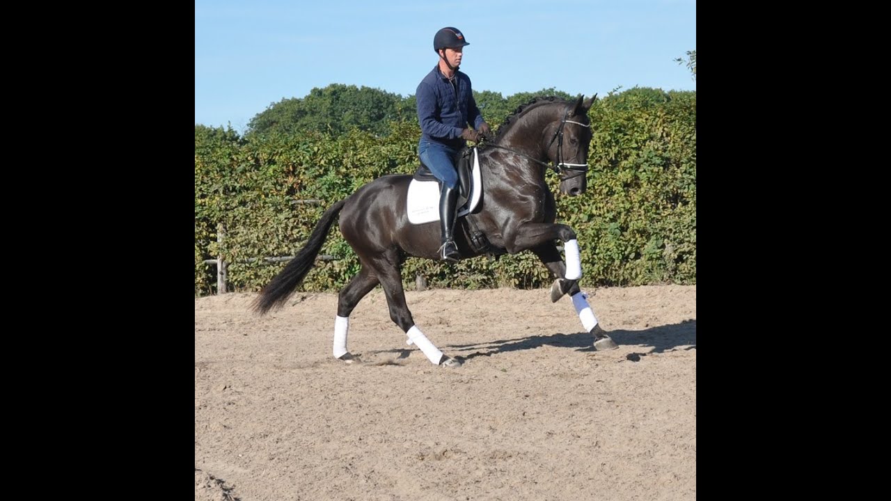 Virtual Zone Horses Shadowman VZH