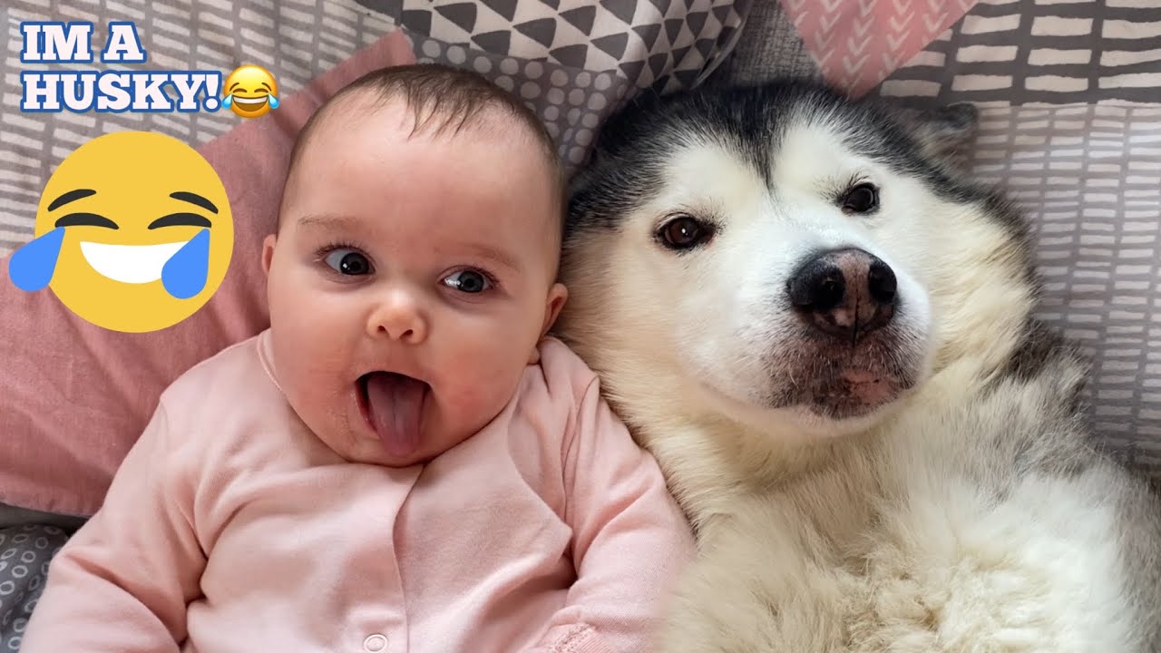 MY BABY THINKS SHES A HUSKY! 😂