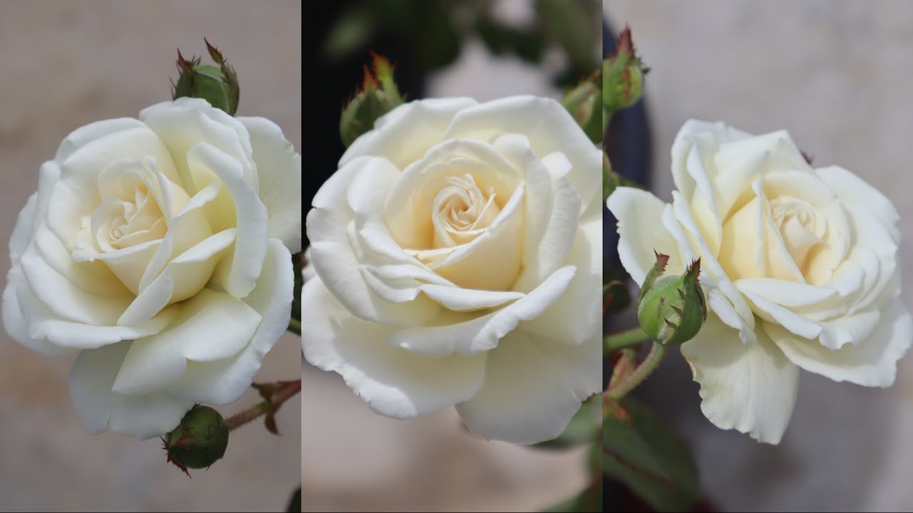 White Roses | Rose Plant | White Roses Overview | Indoor Plants | Roses Overview