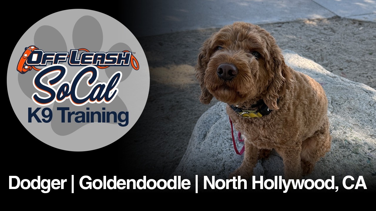 Goldendoodle Dog Training | Dodger | North Hollywood, CA