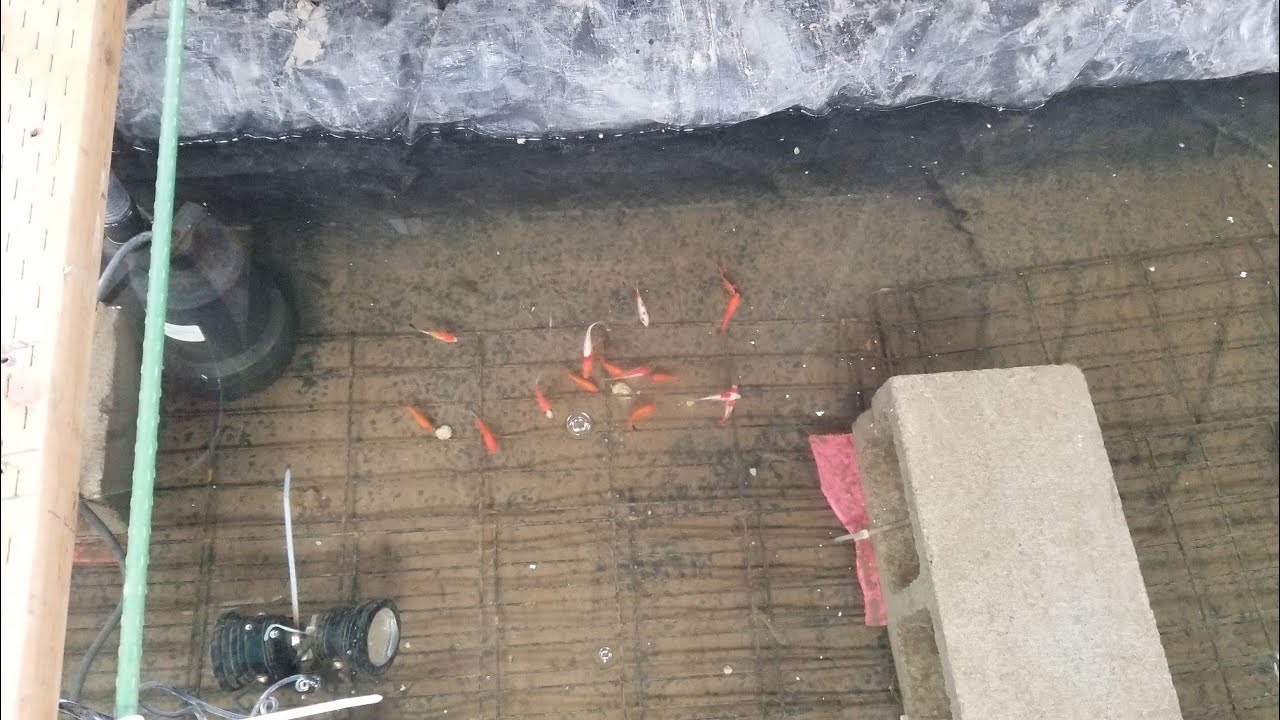 1/22/2026 Video#39 Little pool structure setup.  