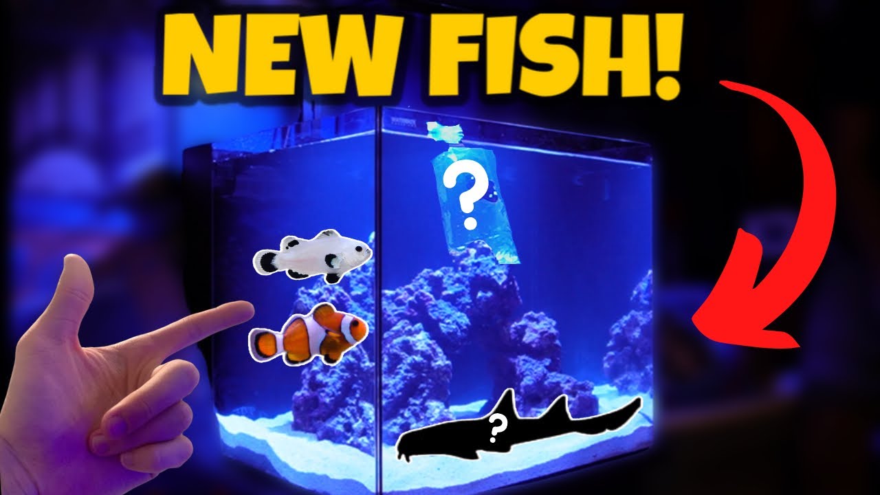 *NEW* FISH For The 20G SALTWATER AQUARIUM!! (Beginners guide) 🐠