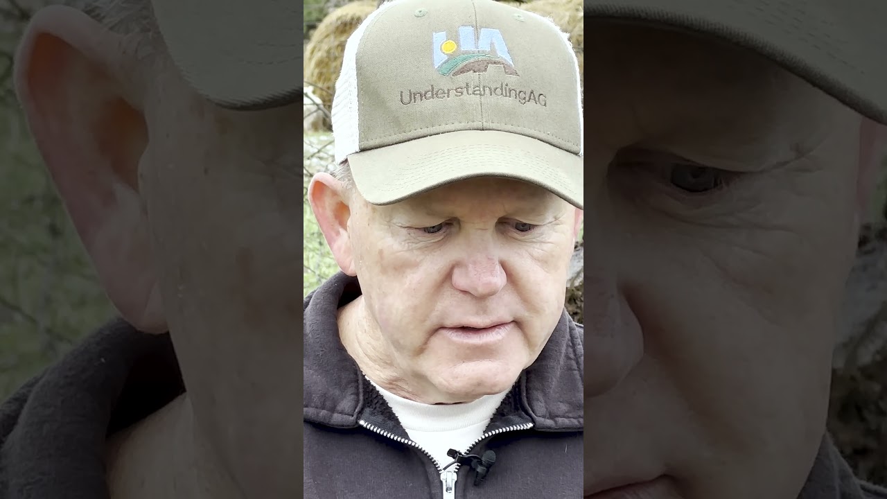 Winter grazing  Pt 1 w/ Allen Williams  #farmers #grazing #regenerativeagriculture
