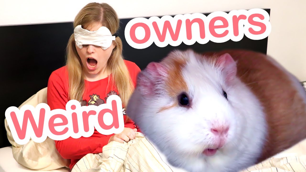 Weird Things Guinea pig Owners Do