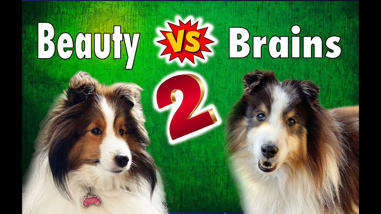 Beauty vs Brains #2! 🐩🐕 Dog Brain edition! - Cricket Chronicles e017 Dognition part 2