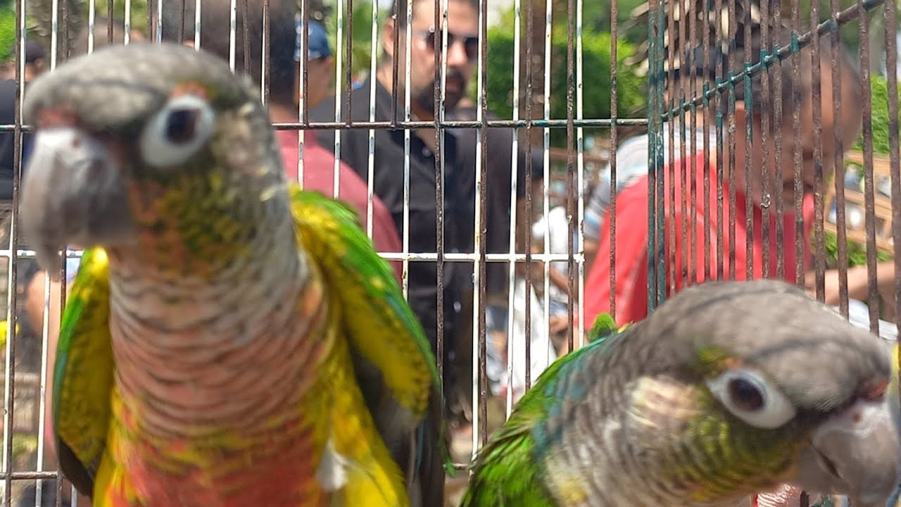 لهواة البغبغانات وطفرات الفيشر تقرير اسعار العصافير بأرقام اصحابها مباشر من السوق الأربعاء ٣١ اغسطس