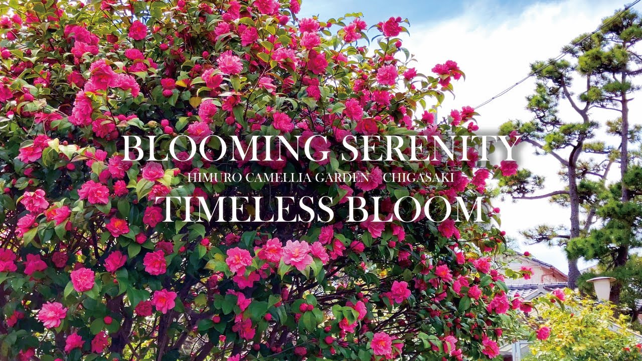 A Serene Paradise in Full Bloom | Himuro Camellia Garden