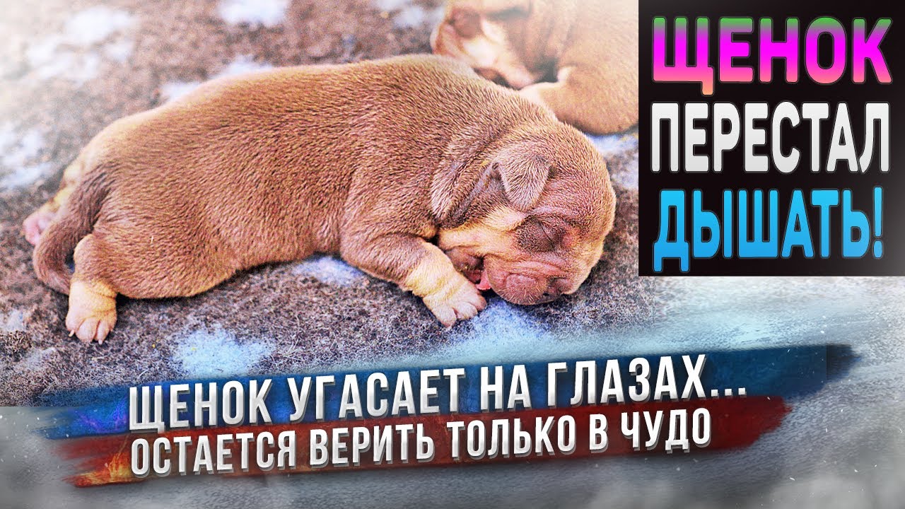 Щенок умирает...