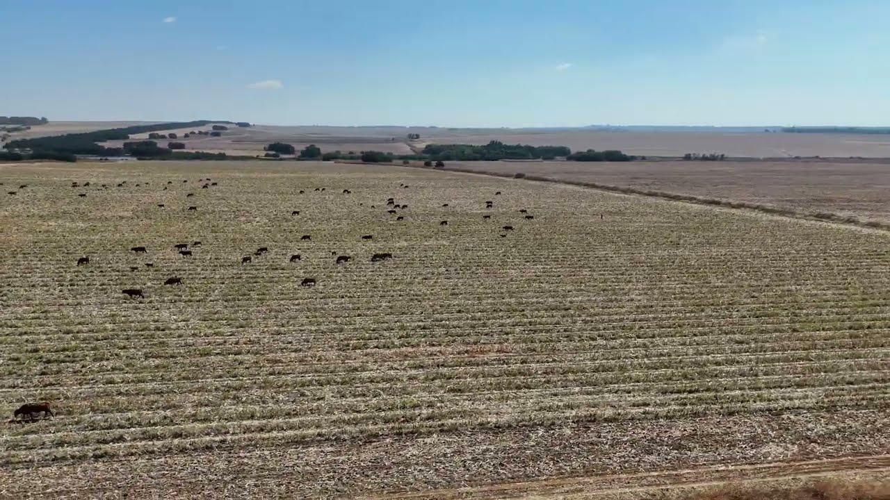 [16] Bapsfontein - Cows grazing and herded