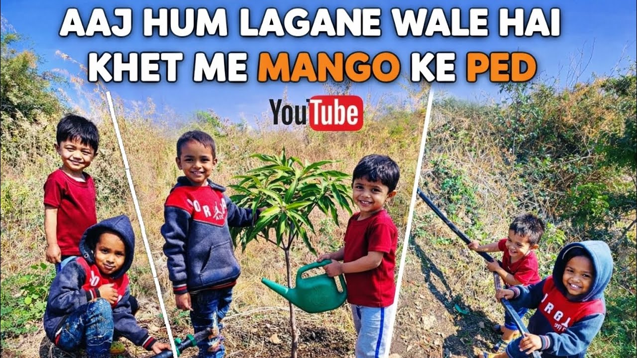 Aaj hum lagayenge khet me mango🥭 ke ped 🌴|  @babykisan_vlogs 