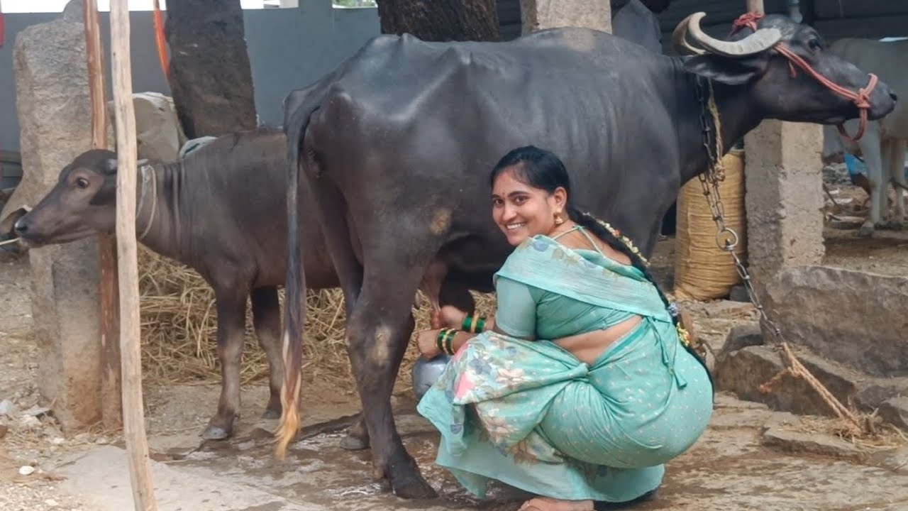 Buffalo Milking By Hand | Buffalo milk | #milk #buffalomilk #milking