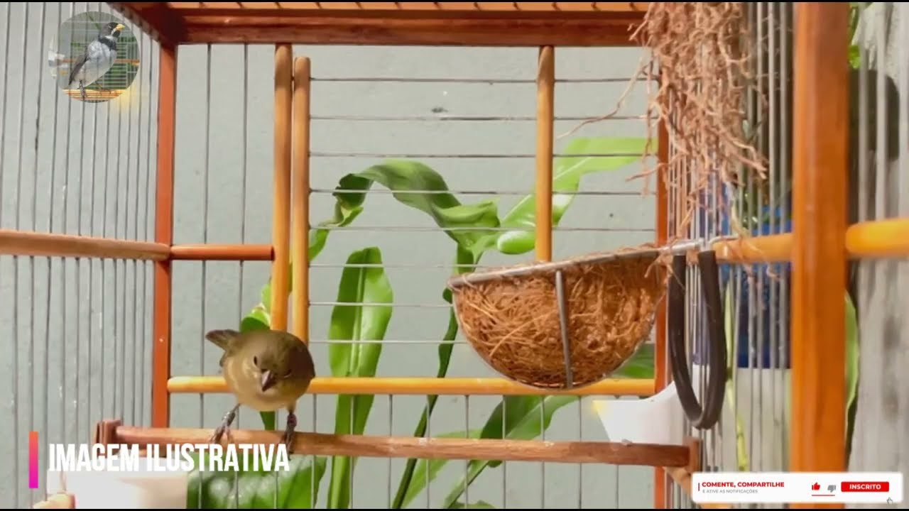 CANTO DO COLEIRO TUI TUI PERFEITO PARA TREINAMENTO DE PAPA CAPIM ESQUENTAR COLEIRO TUI TUI
