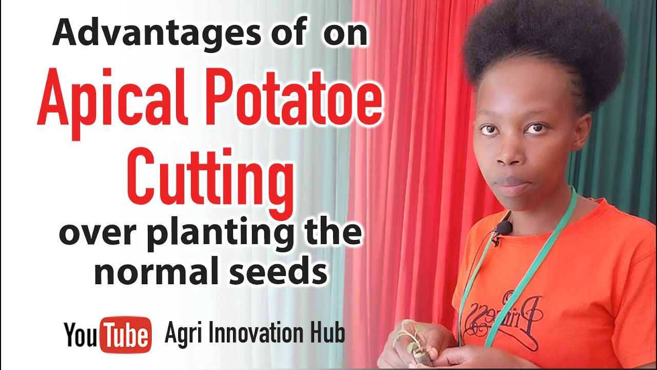 Advantages of APICAL POTATO CUTTING over the normal potato to produce seed potatoes