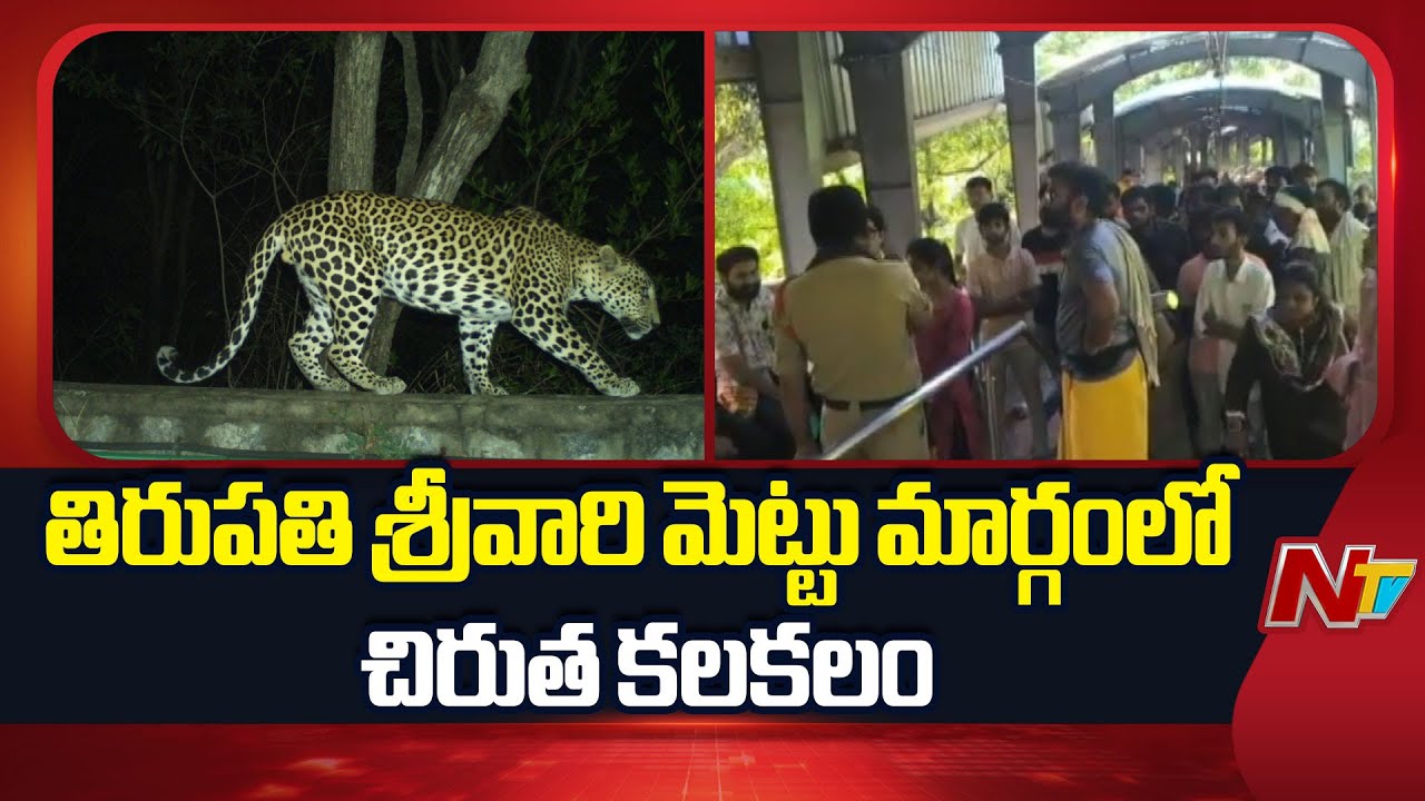 తిరుపతిలో చిరుతని చూసి కేకలు వేసిన భక్తులు | Leopard at Srivari Mettu | Tirumala | NTV Telugu