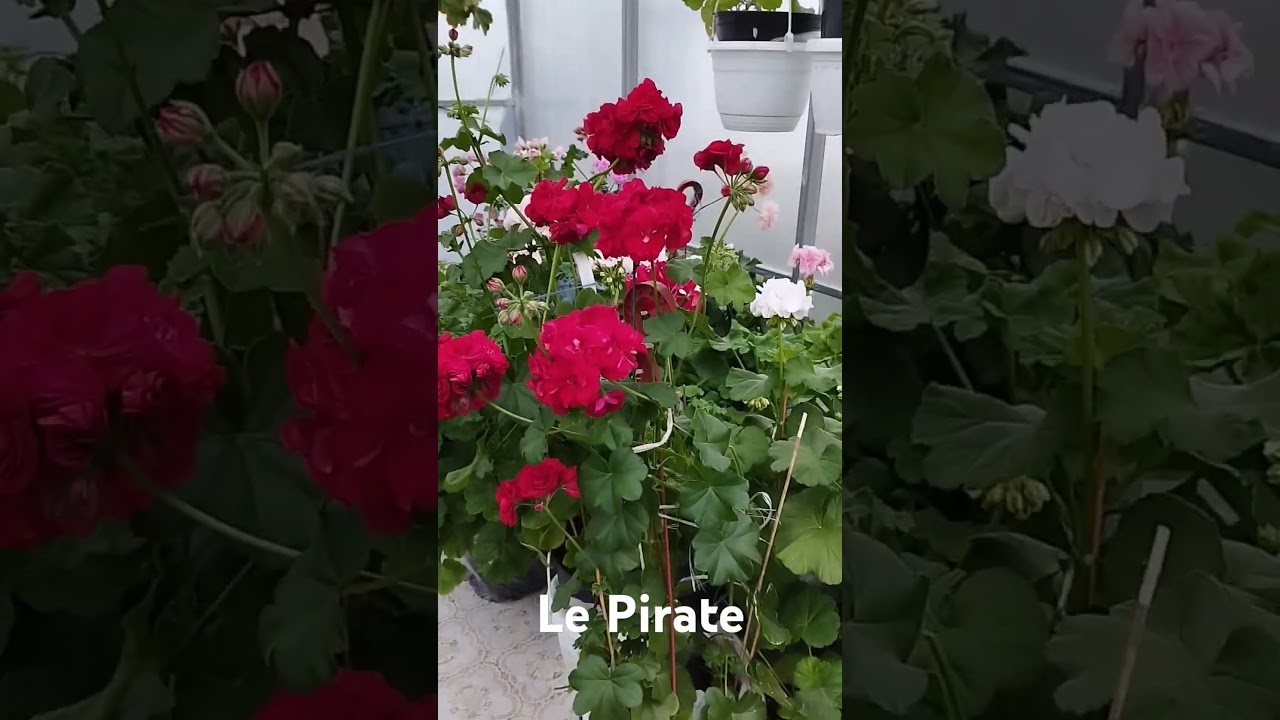 Le Pirate