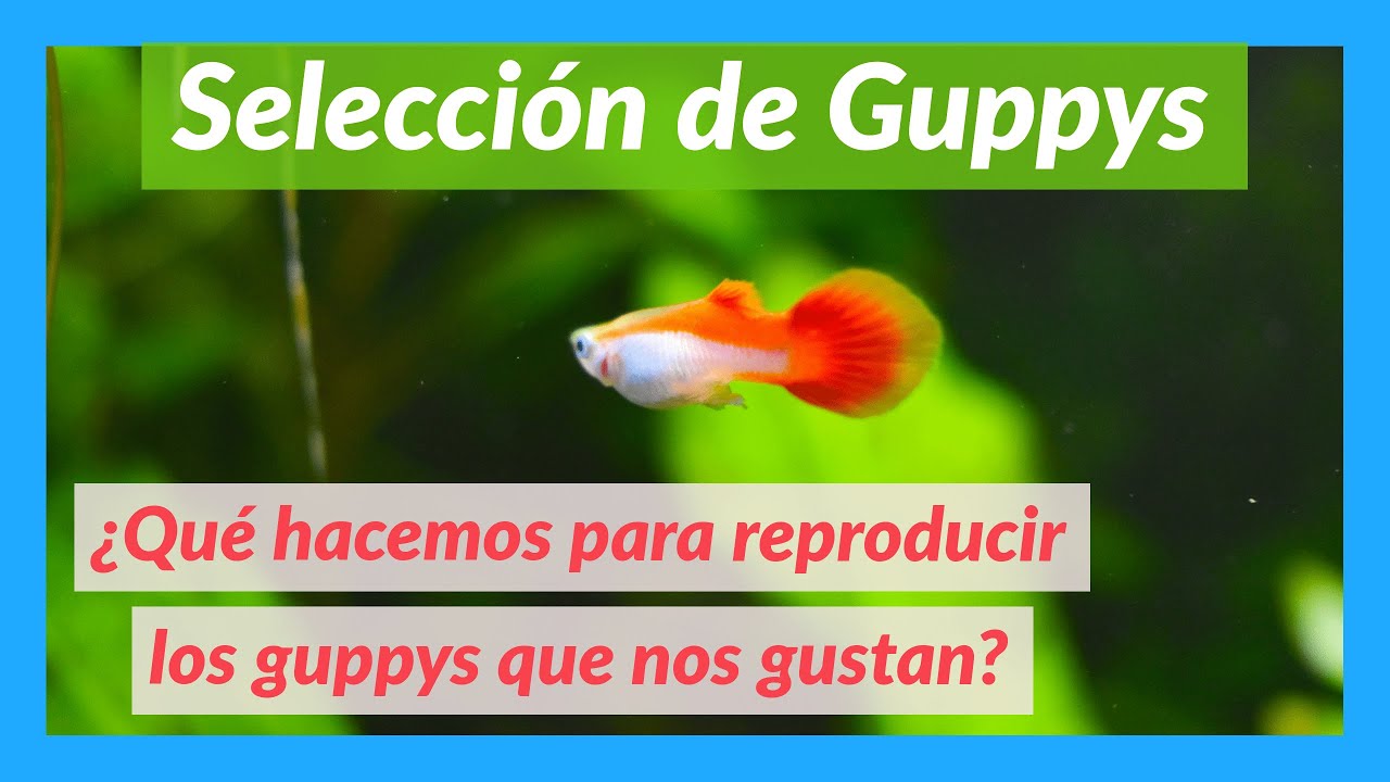 Selección de guppys. Cómo reproducir guppys de linea.