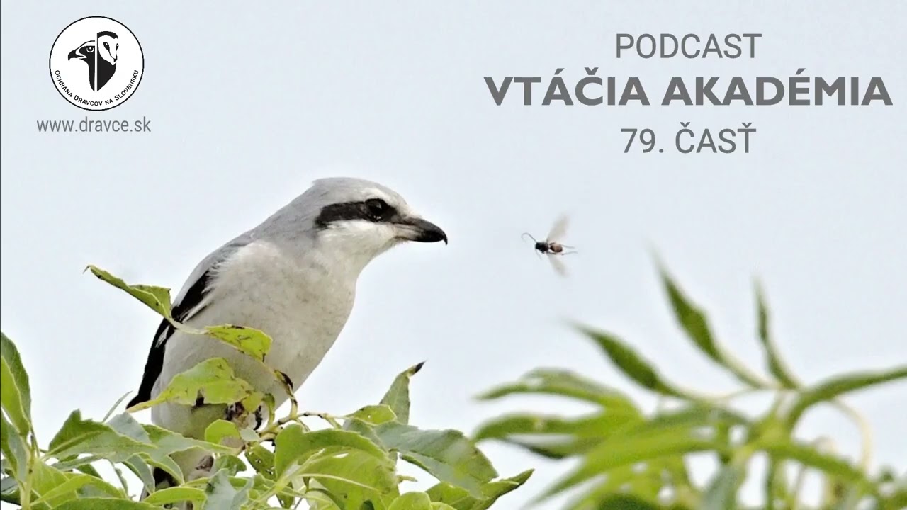Strakoš napichovač