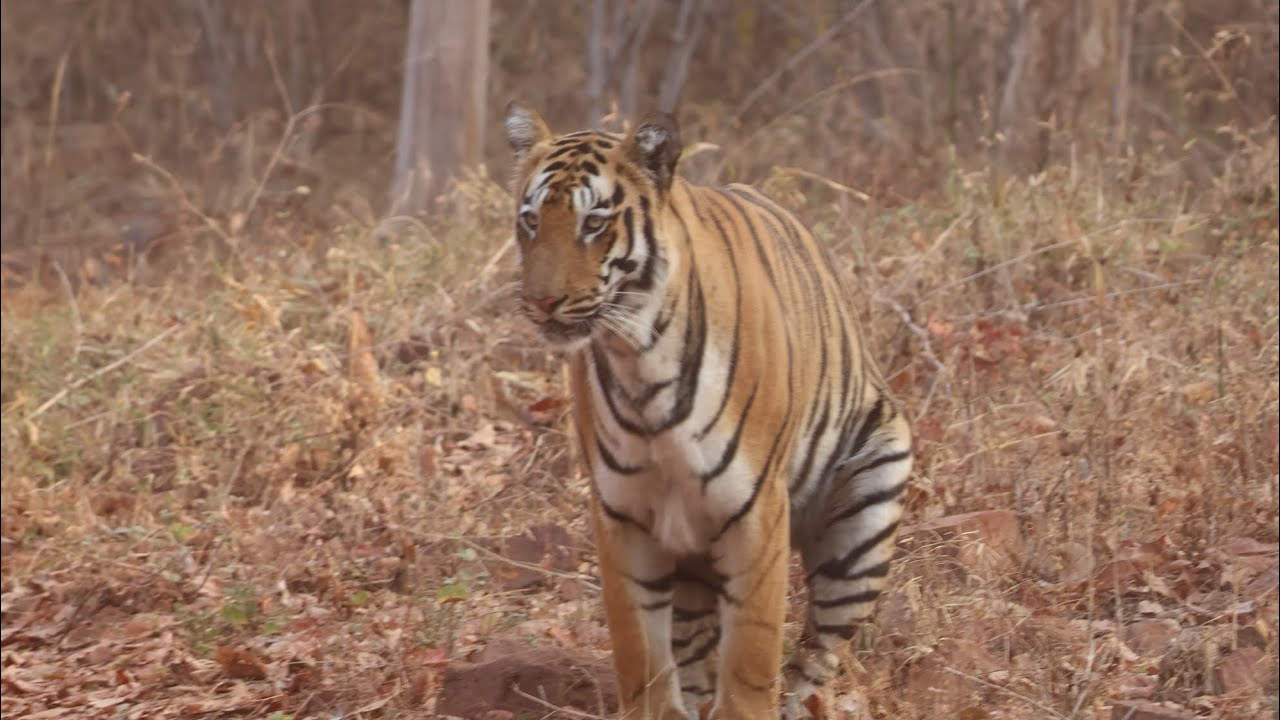 തടോബയിൽ കടുവ സഫാരിയിൽ കണ്ട C3 female cub #EP1