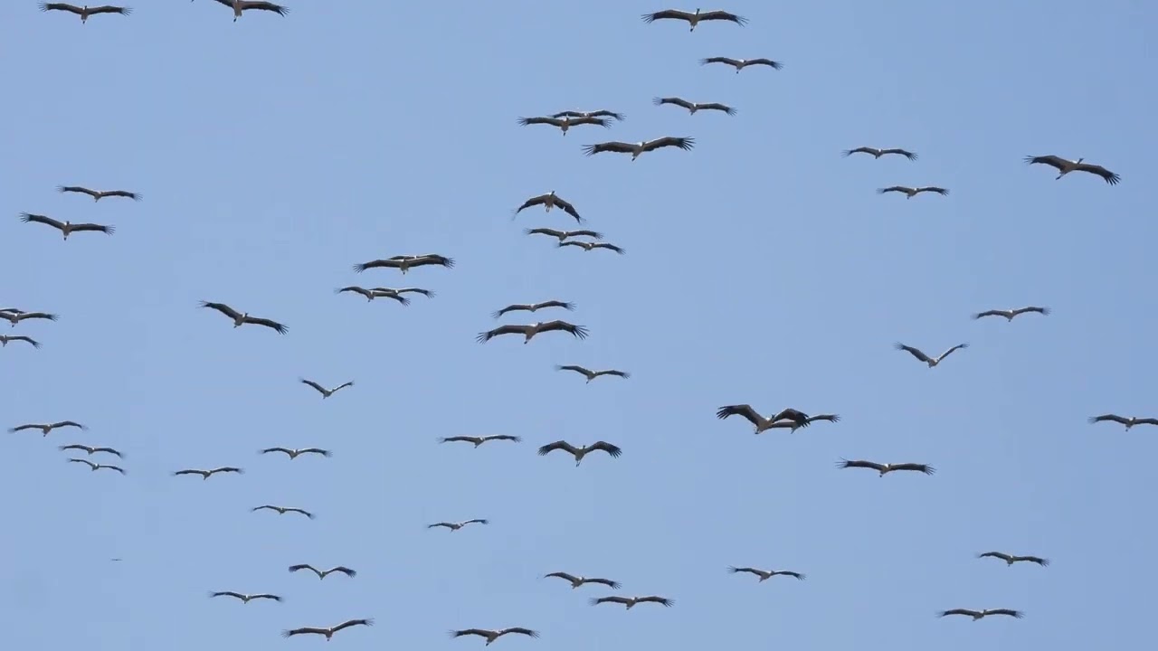Gibraltar Bird Migration