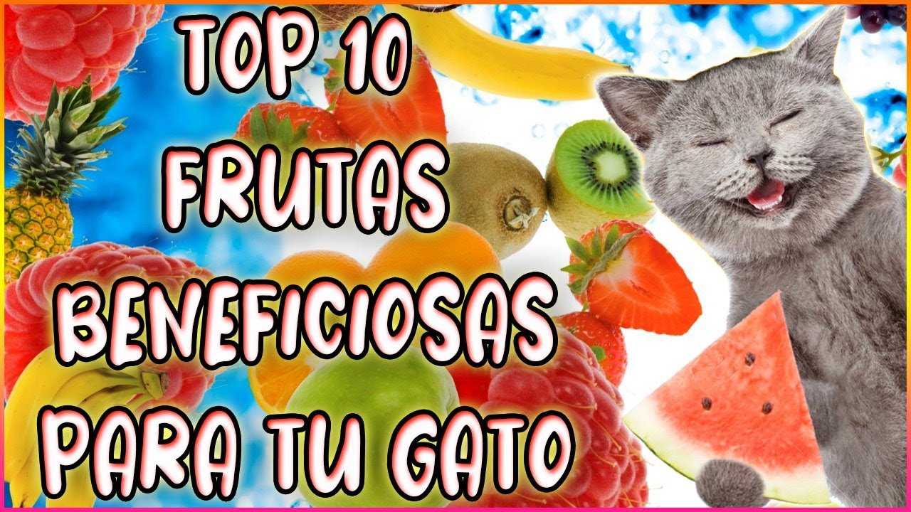 TOP 10 FRUTAS BENEFICIOSAS PARA TU GATO - SiamCatChannel