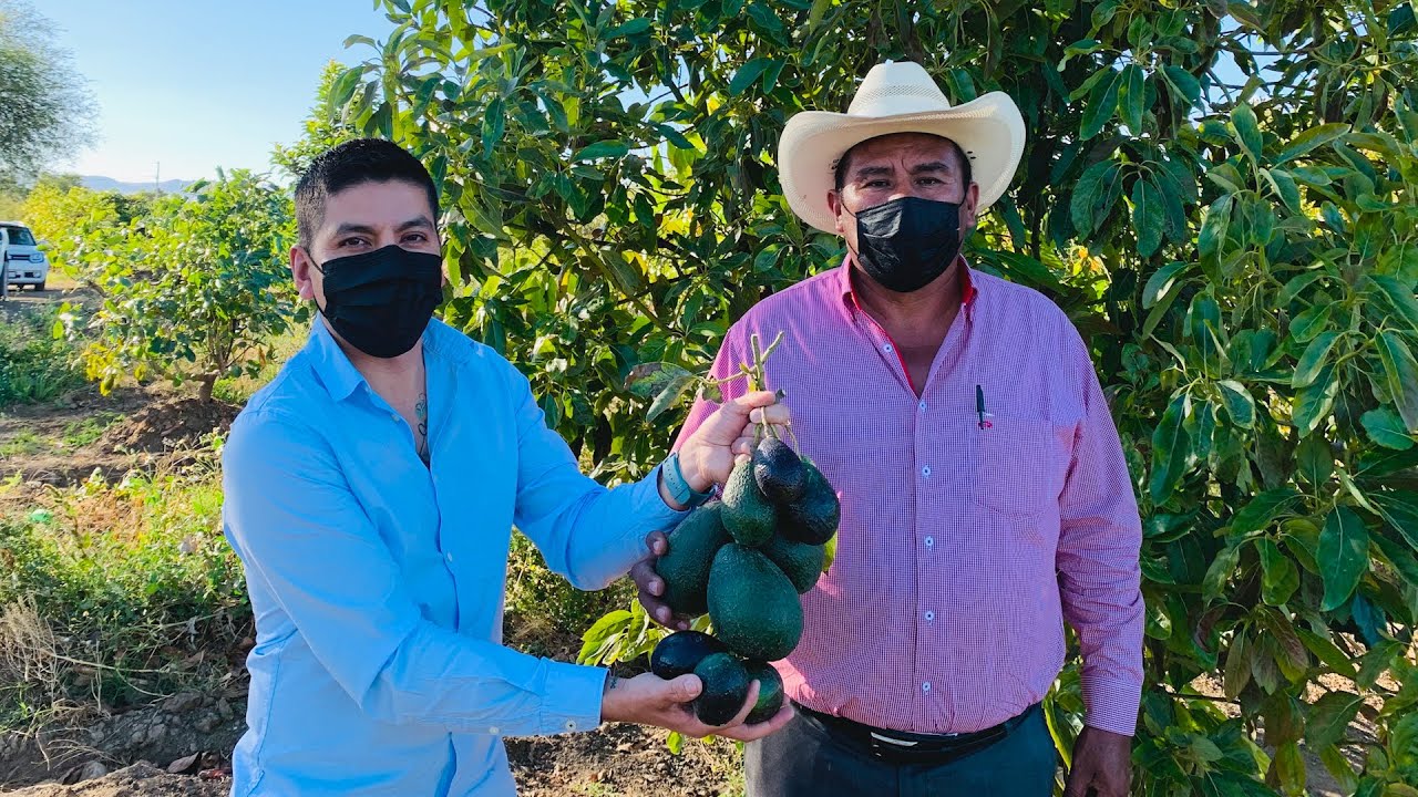Aguacate Hass Mejorado | Aguacate criollo patrón de injerto | Productores buscan certificación