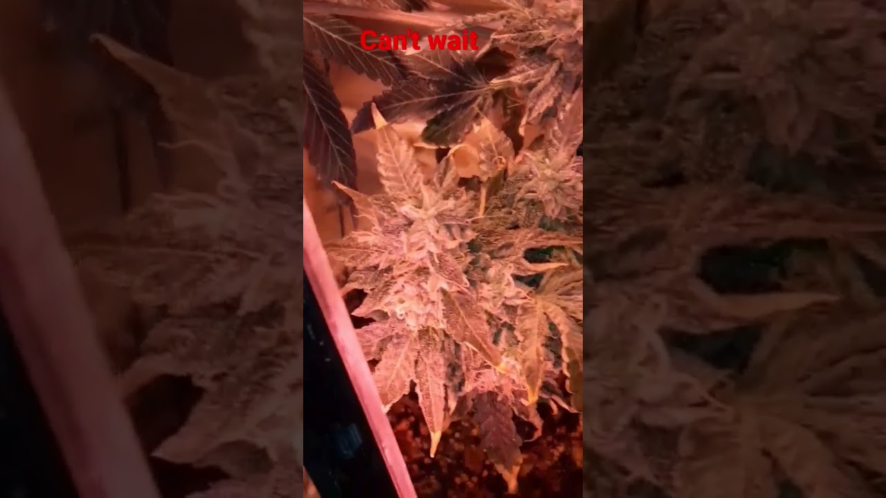 Bud Development #cannabiscommunity #cannabisgrowers #shorts #medicalgrow #marshydro #buds