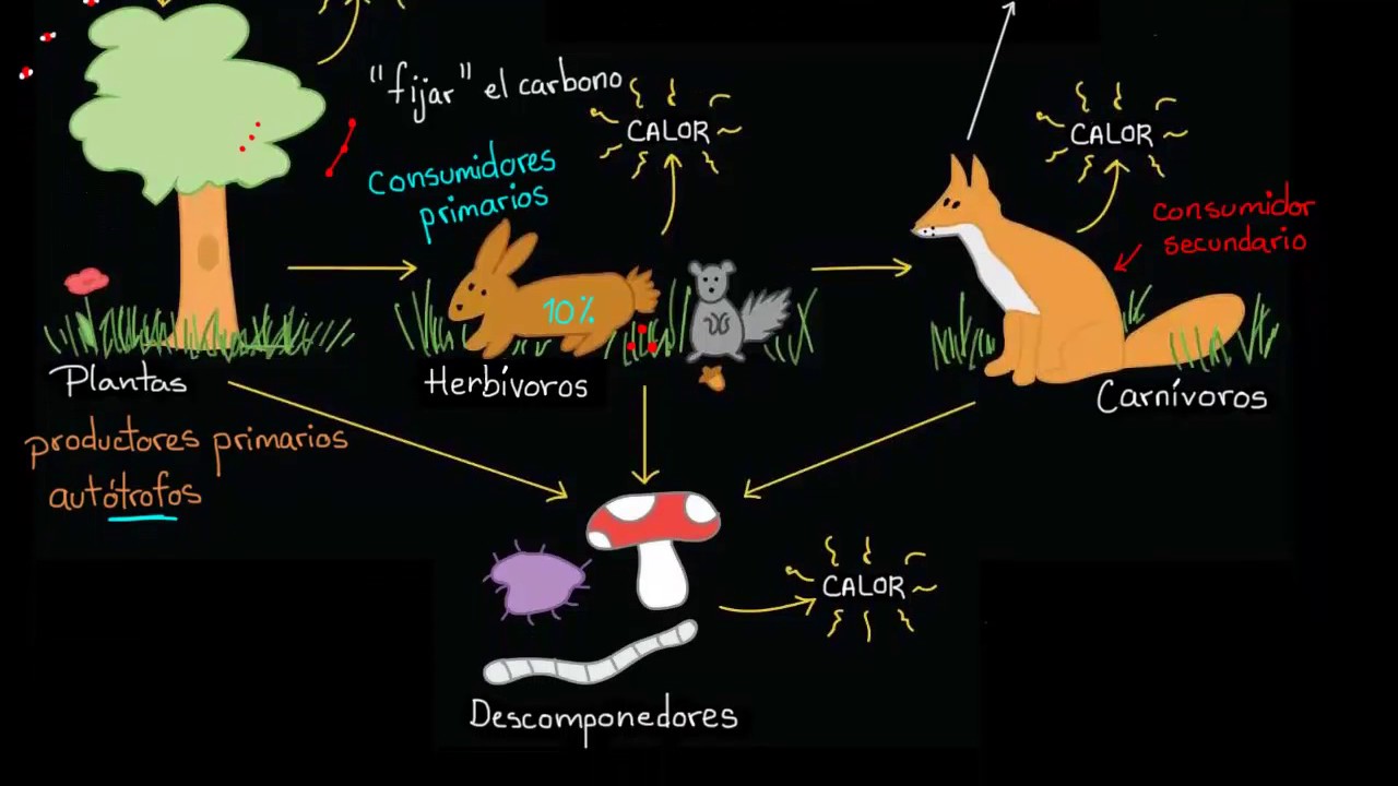 Flujo de energ&iacute;a y materia a trav&eacute;s de los ecosistemas | Biolog&iacute;a | Khan Academy en Espa&ntilde;ol