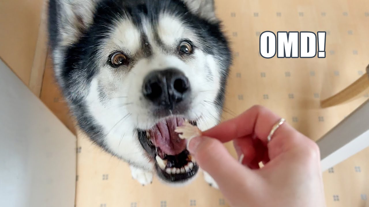 Husky Tries Full Turkey Dinner! How He Spent Christmas Day!