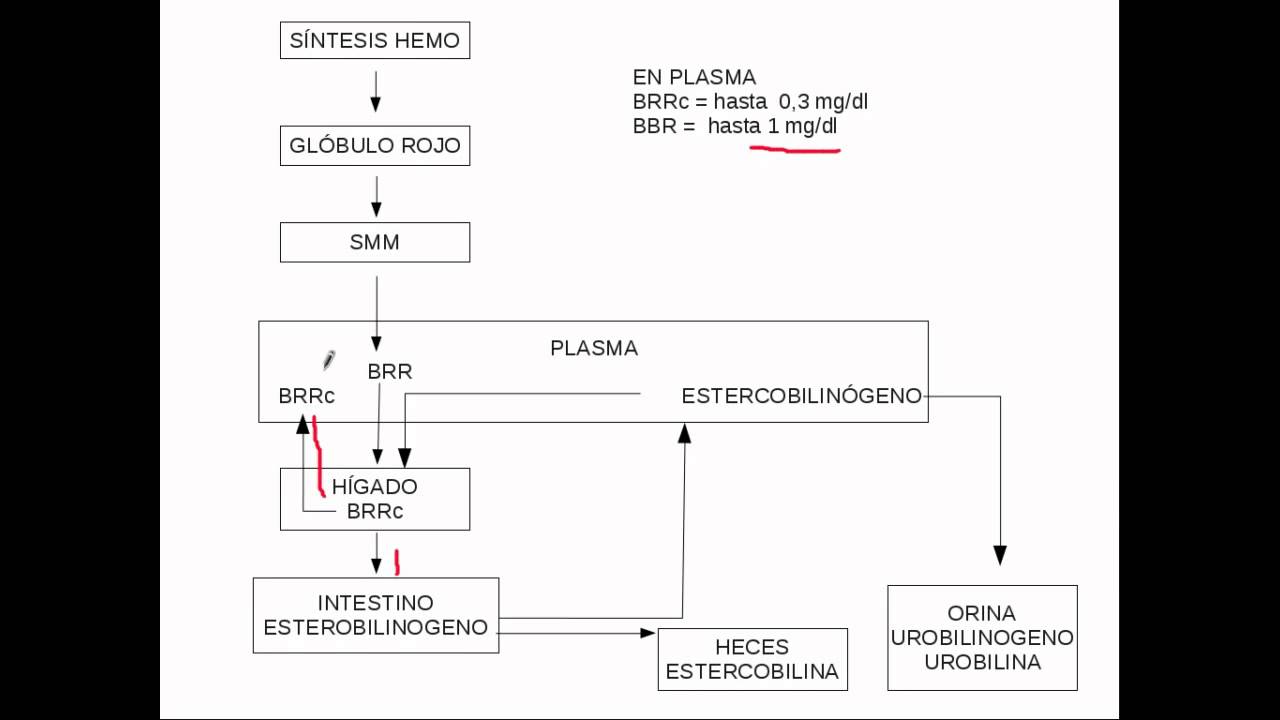 GRUPO HEMO: síntesis, degradación e ictericias