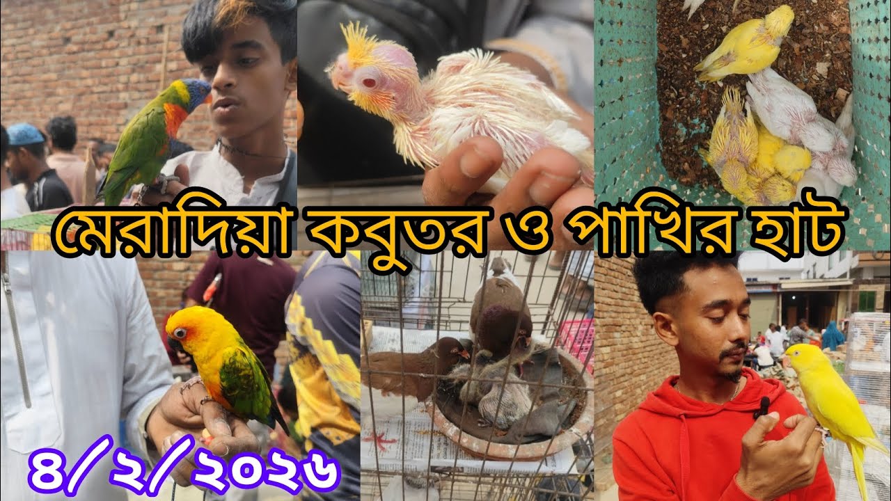 মেরাদিয়া হাট || কথা বলা লরি পাখি || টেম সাইজ বাজরিগার পাখি