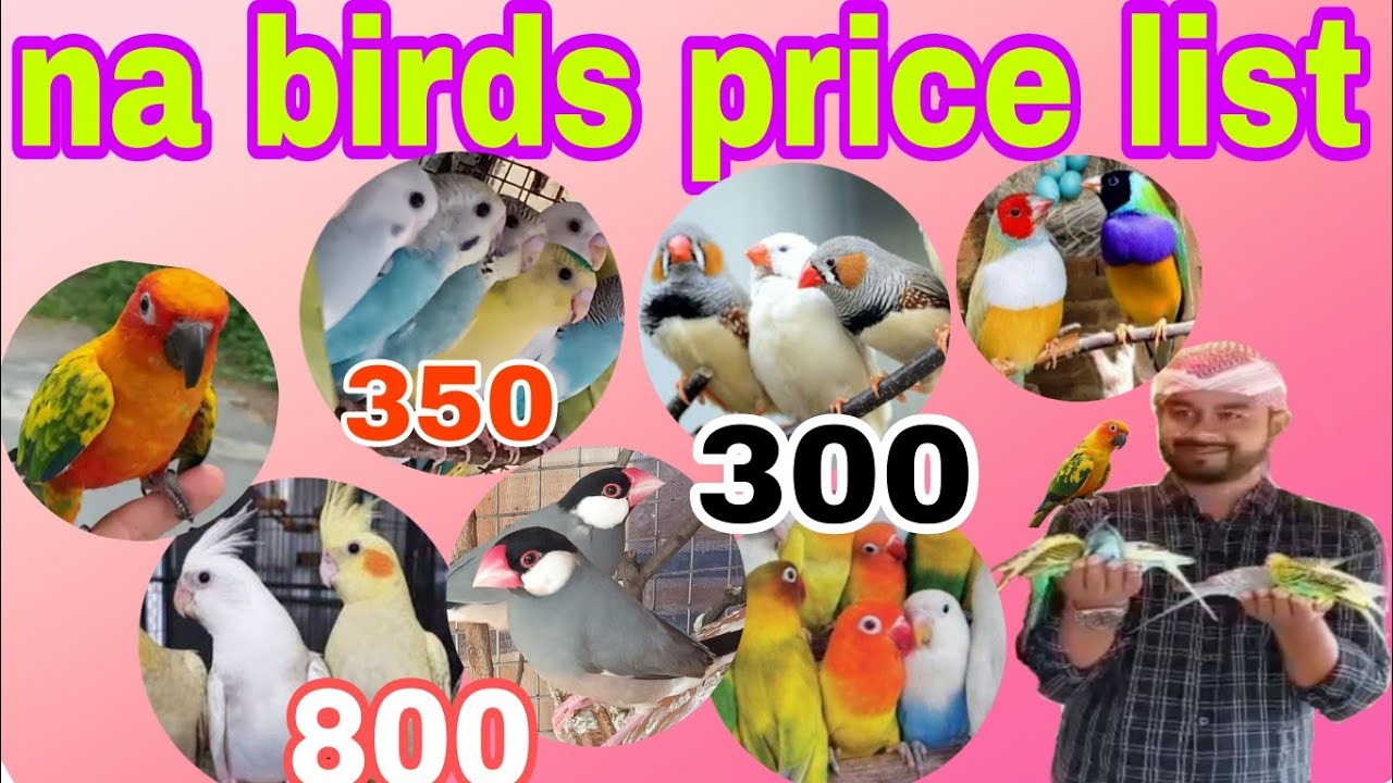 na birds price list# shaik birds Adilabad# all birds breeding tips in Telugu# telugu no 1 birds farm