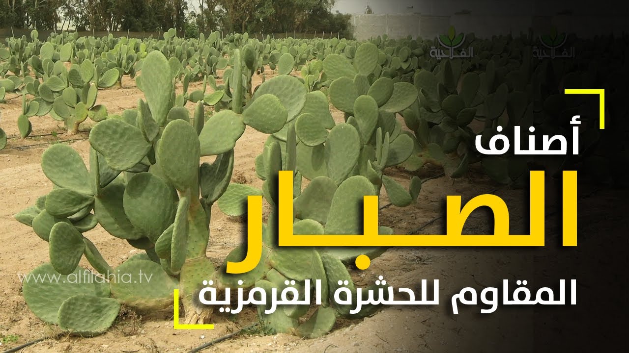 اصناف الصبار المقاوم للحشرة القرمزية تعرض أمام وزير الفلاحة بضيعة للتجارب باقليم اشتوكة ايت باها