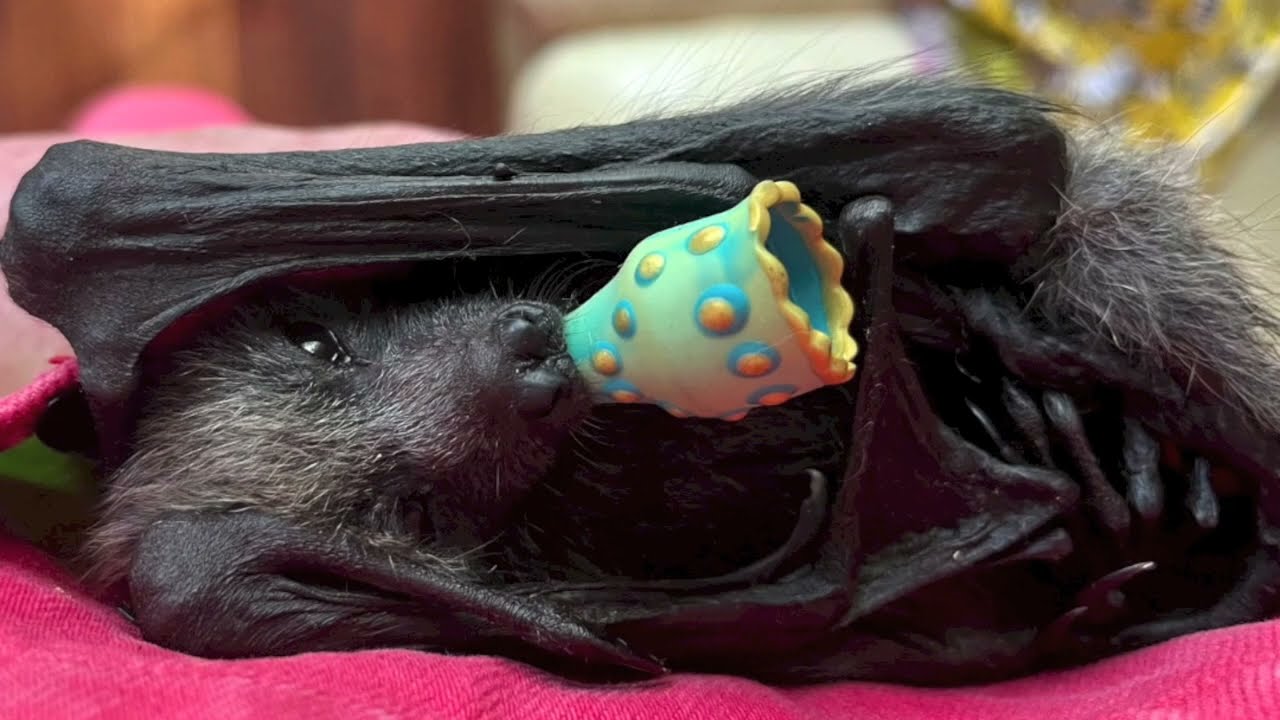 It's all about Qweeli now:  baby flying-fox