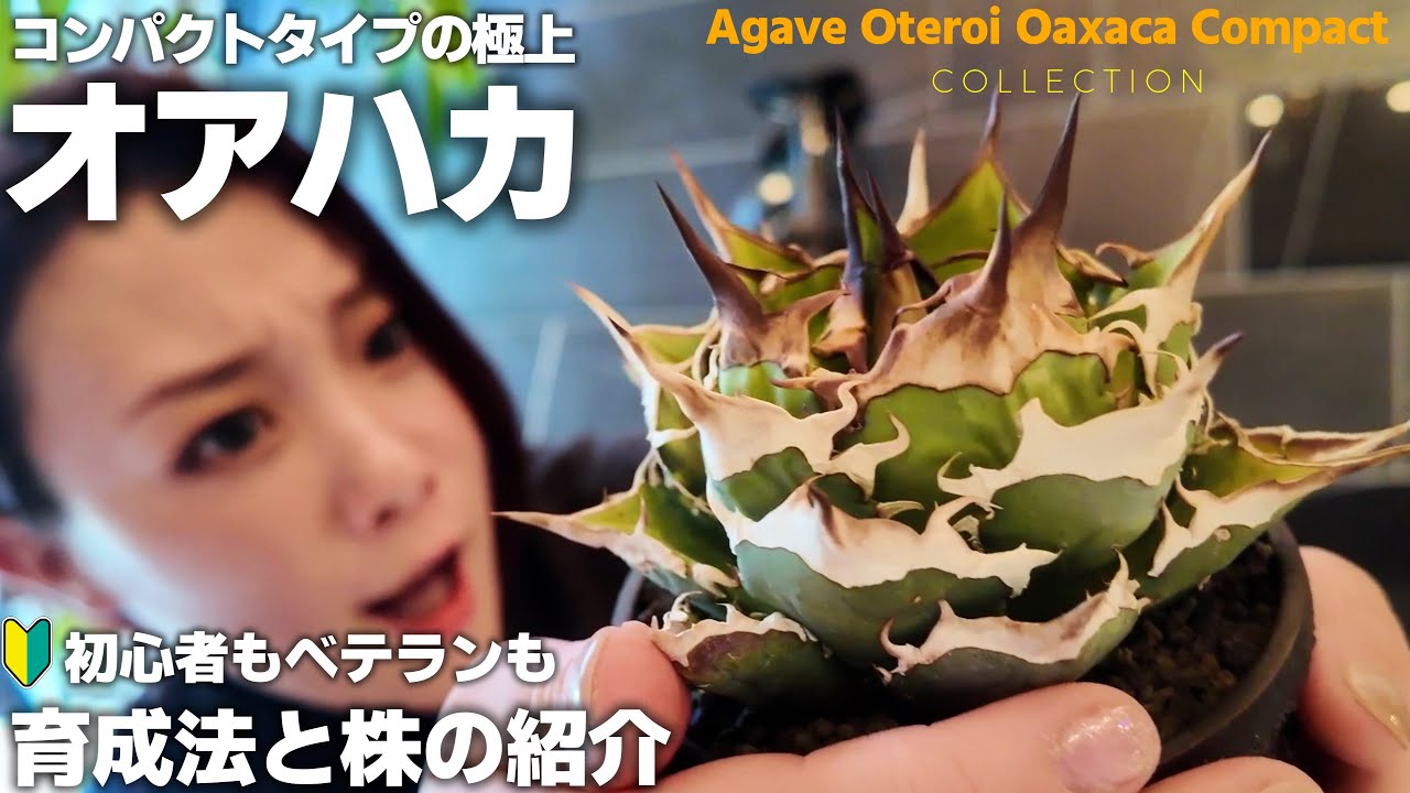 【アガベオアハカ】プラ鉢サイズ16株と育成方法 オアハカをカッコ良く仕立てよう！Agave Oteroi Oaxaca