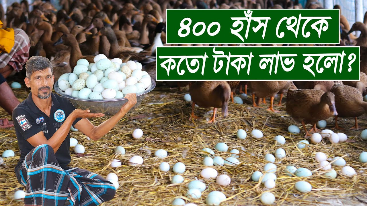 How much money is earned per month from 400 ducks?   How to duck farming