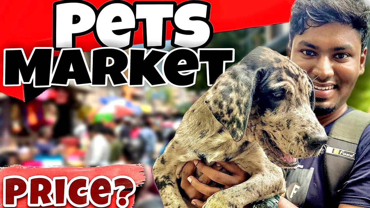 “Chennai Pets Market 😍 இப்படி ஒரு விலை!? Full Price Breakdown 🐾🔥”