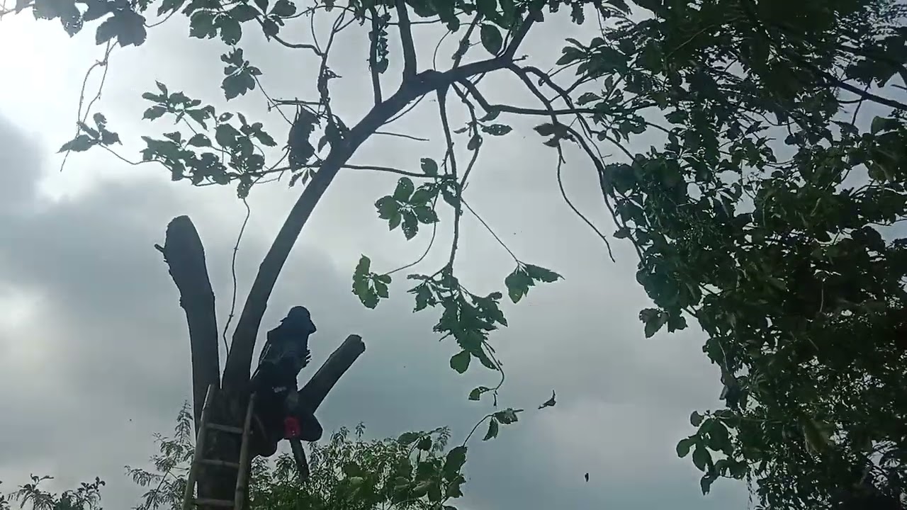 Pangkas ranting pohon jati menggunakan chainsaw cordles ecosen #ecosen #everyone #viralvideo 