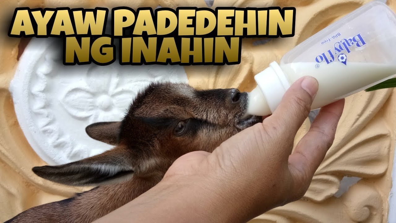 GOAT SERIES #13: Anong gagawin kung ayaw magpadede ng inahing kambing?