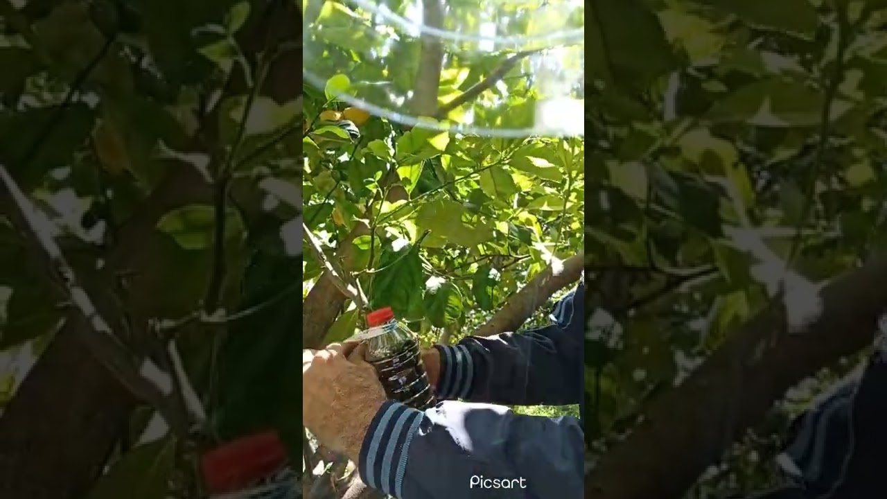 limon ağacına kendi dalında havai köklendirme işlemi..