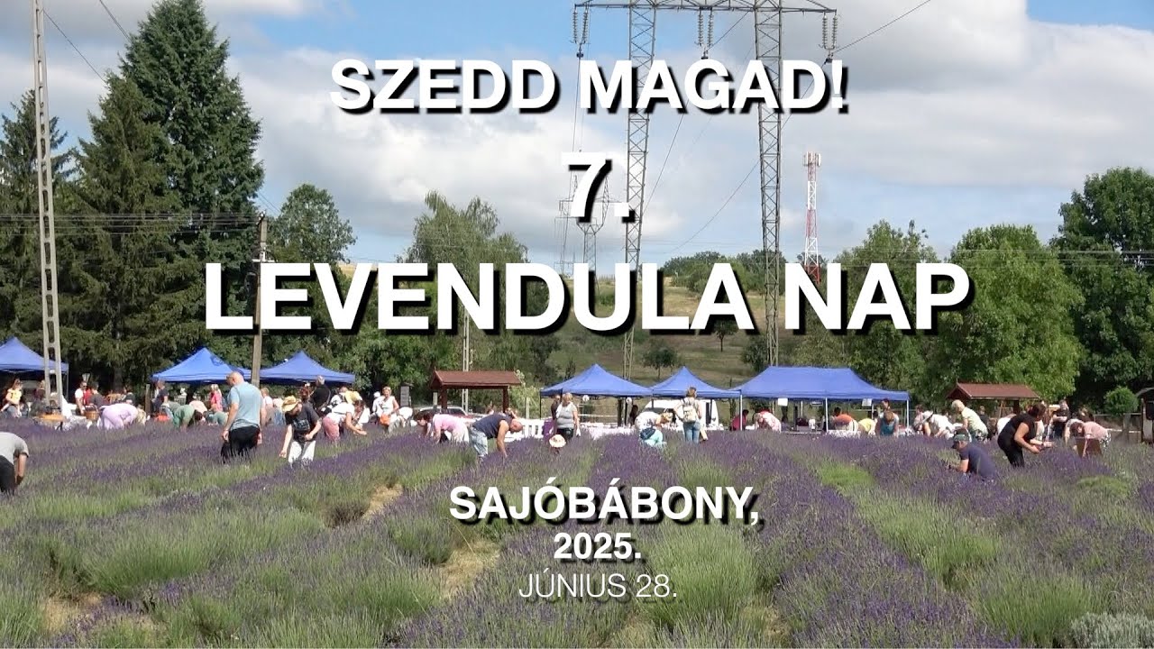 7. Sajóbábonyi Levendula Nap