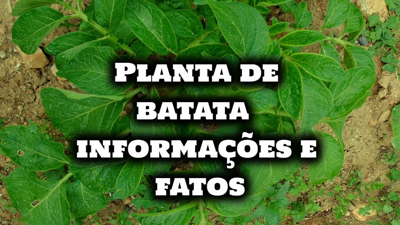 Informa&ccedil;&otilde;es sobre a Planta da Batata (Solanum tuberosum)