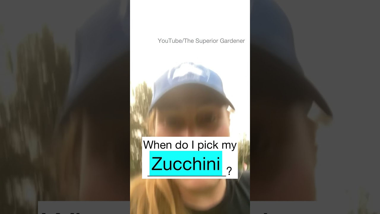 How To Tell When Your ZUCCHINI Is Ready To Pick