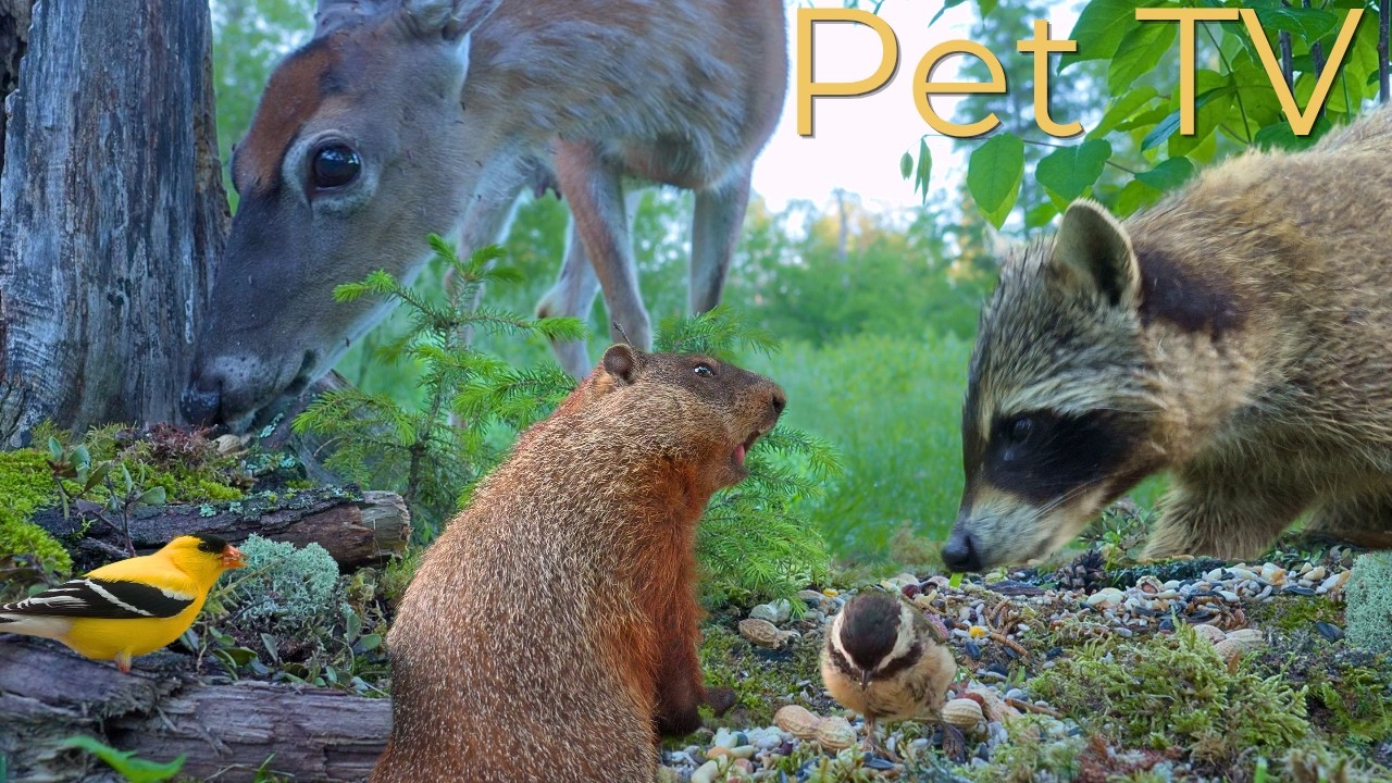 ULTIMATE NATURE FOR PETS THAT ARE HOME ALONE 😻 Sunset Cove Weekly Best (Dog TV & Cat TV)