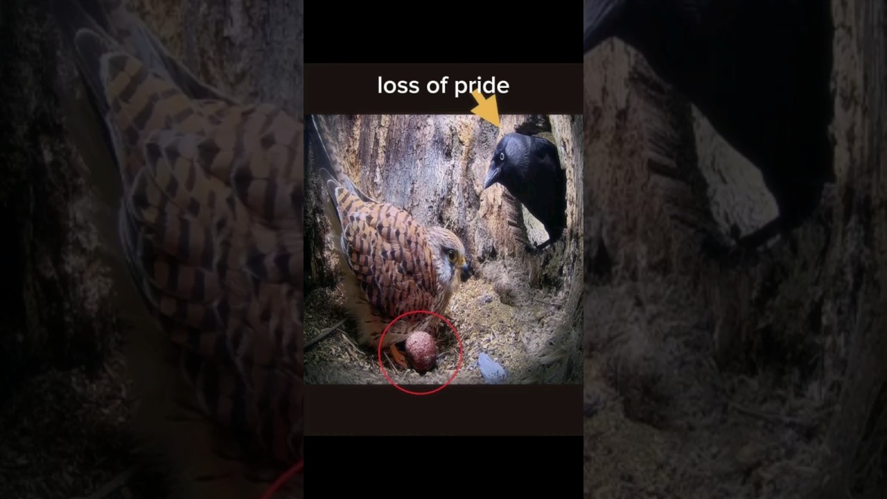 Mother's revenge is always brutal 💀 #shorts #status #short #viral #trending | Kestrel vs jackdaw